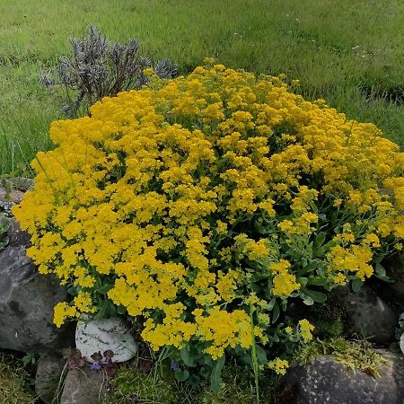 Sitter-Panorama Lägenhet Bischofszell Exteriör bild